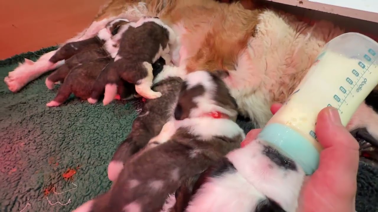 Les bébés à 3 semaines avec maman Shanell 