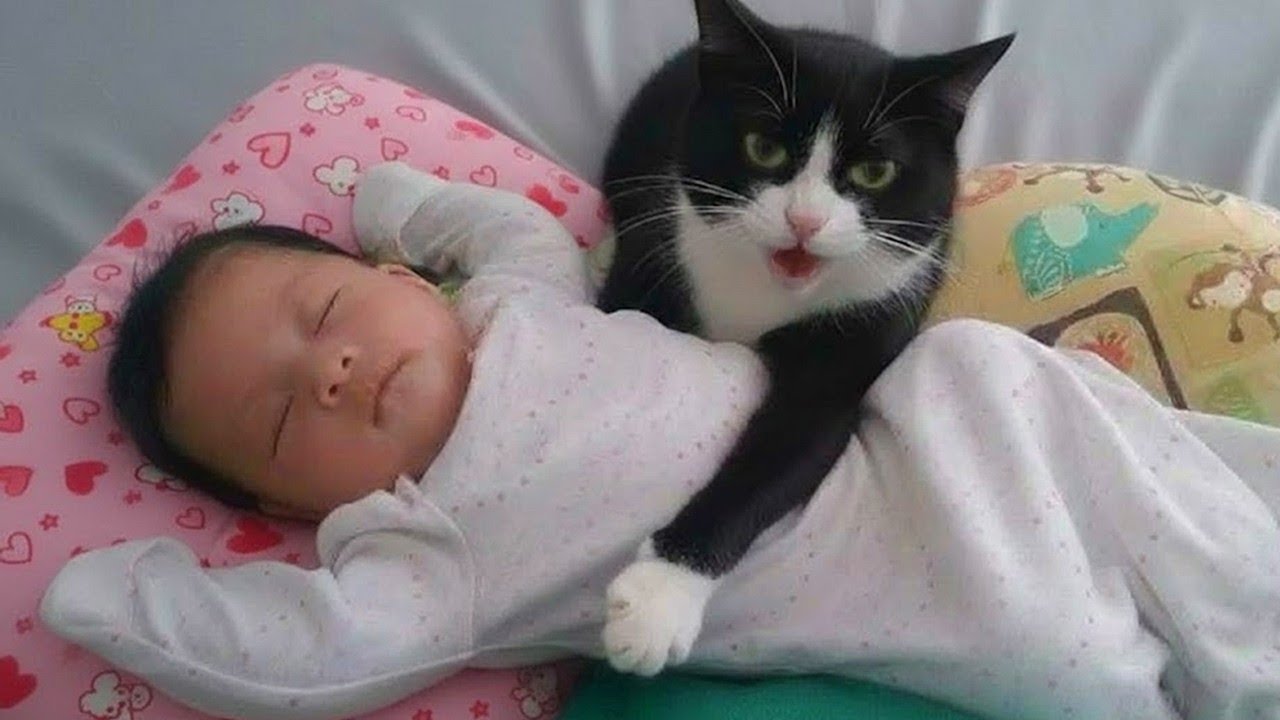 Cats Protecting Babies Like Their Own Kittens 😘😸