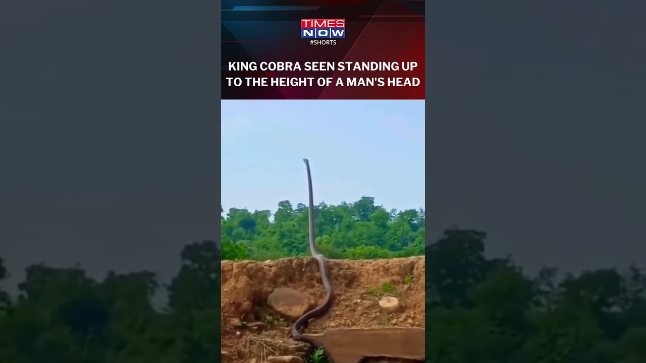 Watch! A King Cobra Standing At A Height Of A Man, Raising Its Head High In Air