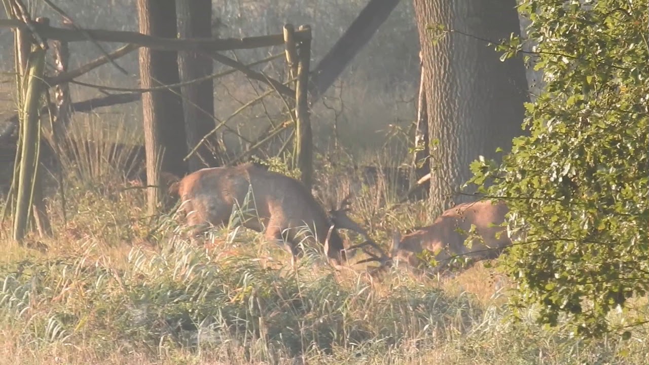 Weerterbos 2017 bronsttijd