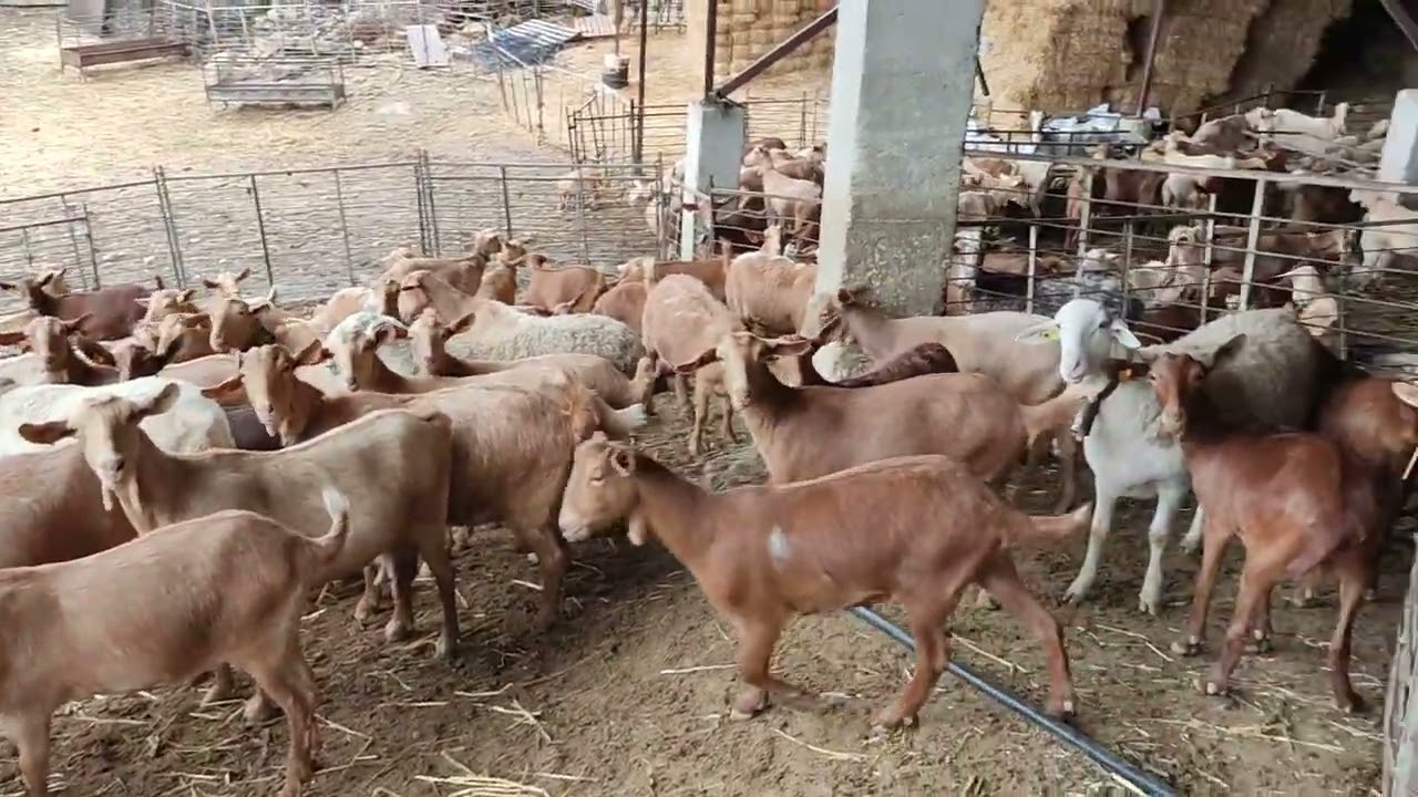 comiendo cabras malagueña y buena raza