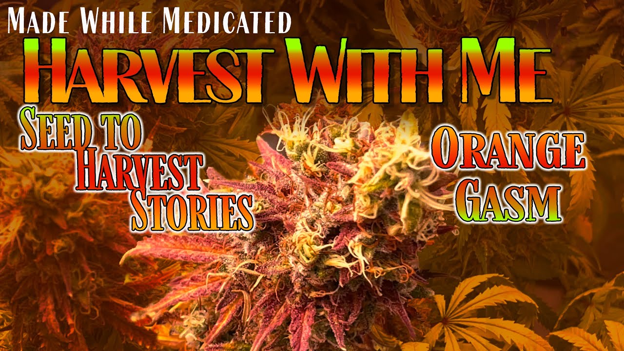 Harvest With Me - Seed to Harvest Stories | The Orange Gasm Story