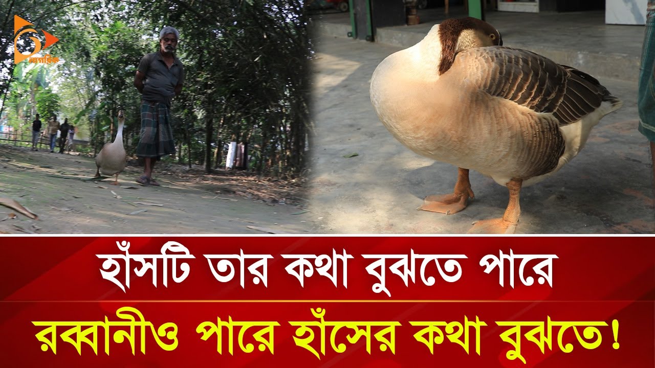 সত্যি কী রব্বানীর কথা বুঝতে পারে হাঁসটি? কিংবা হাঁসের কথা রব্বানী? | Nagorik TV Special