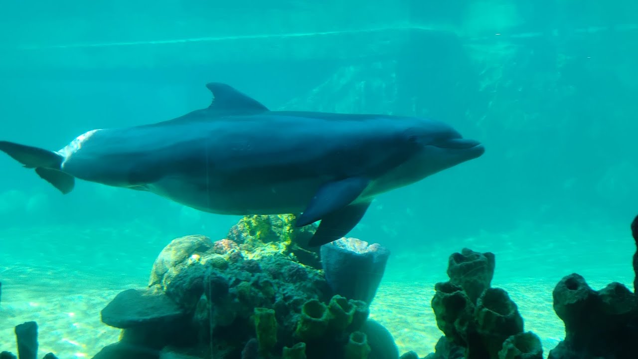 #SeaWorld