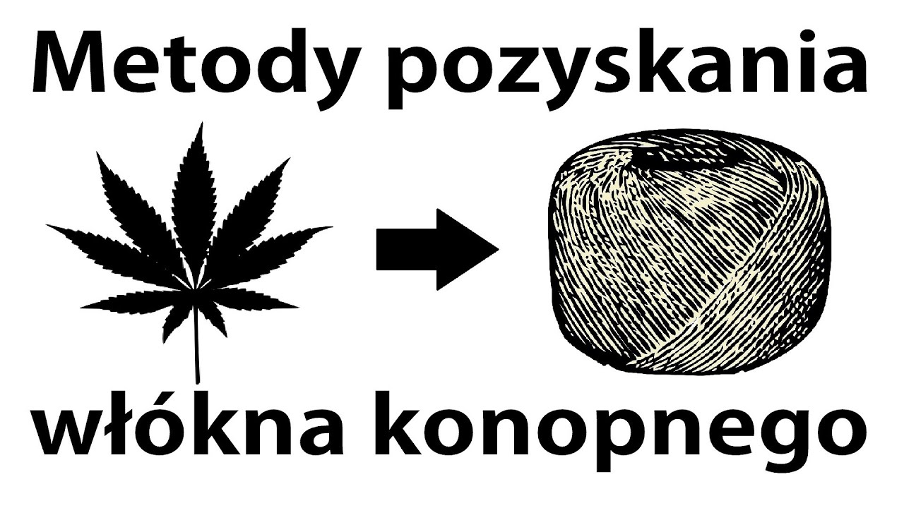Jak pozyskuje się włókno konopne dla przemysłu włókienniczego - dr hab. Jerzy Mańkowski