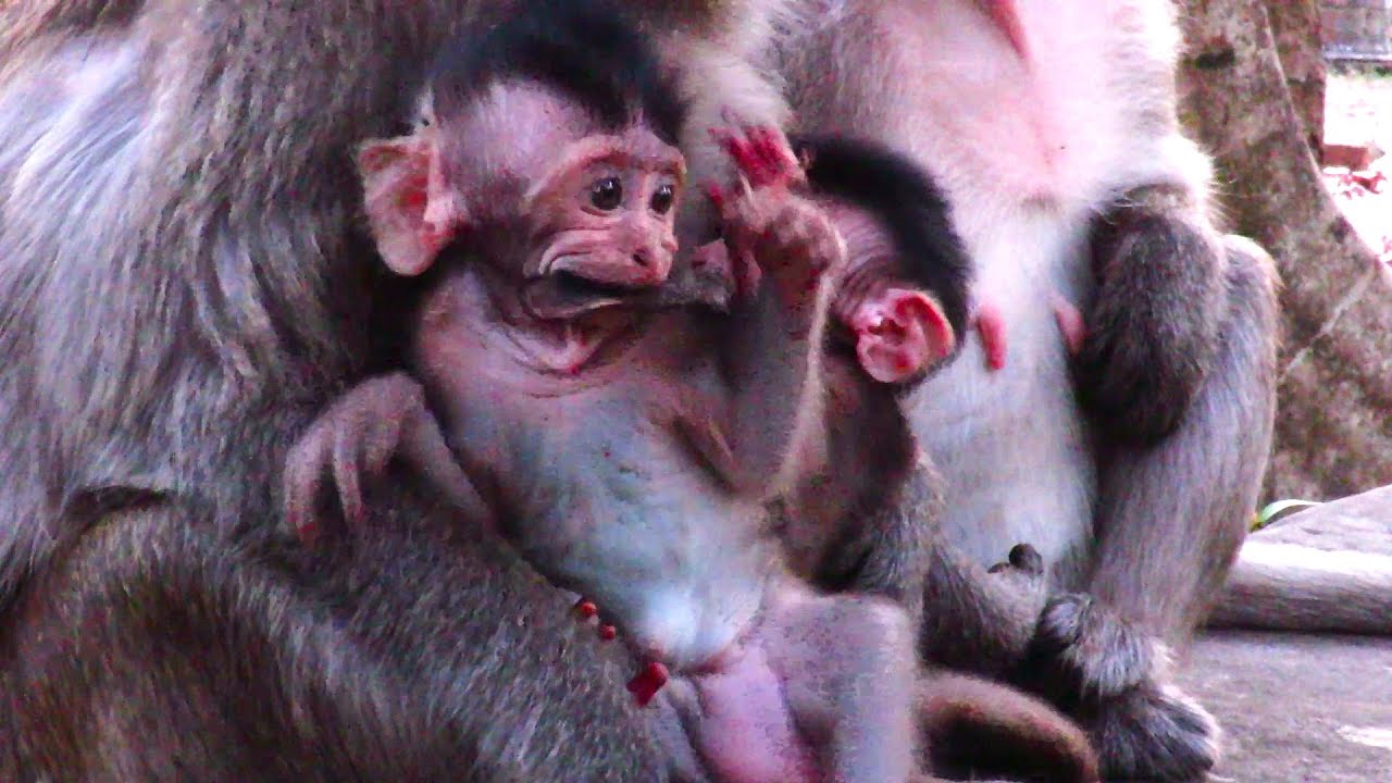"OMG! This Hilarious Baby Monkey Will Make Your Day! 😂🐒 | Instant Smile Guaranteed!"