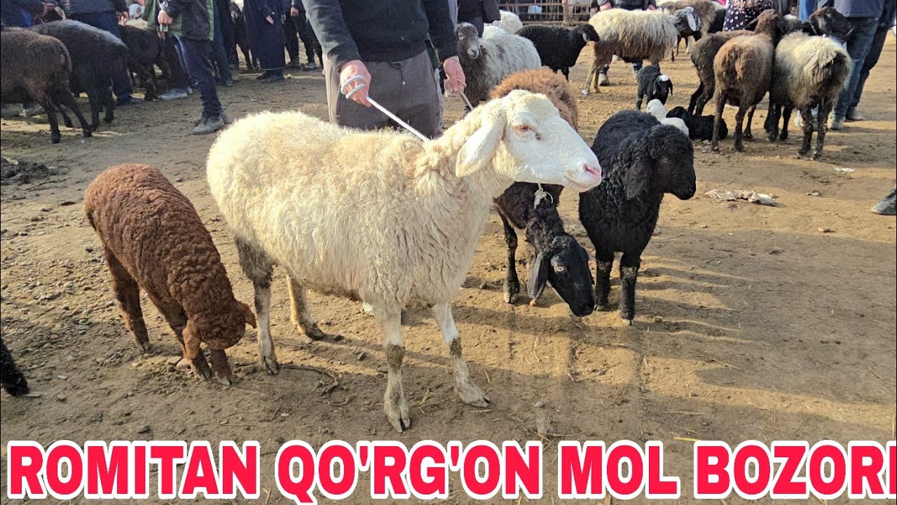  Romitan qo'rg'on mol bozori ona bola va bo'g'oz qo'ylar narxlari 19 февраля 2026 г.