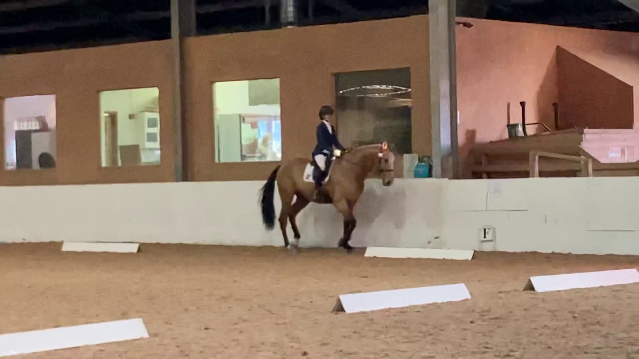 Deborah Priestley - Paddy of Liosin - Prelim 18 Dressage Test - 73.08%