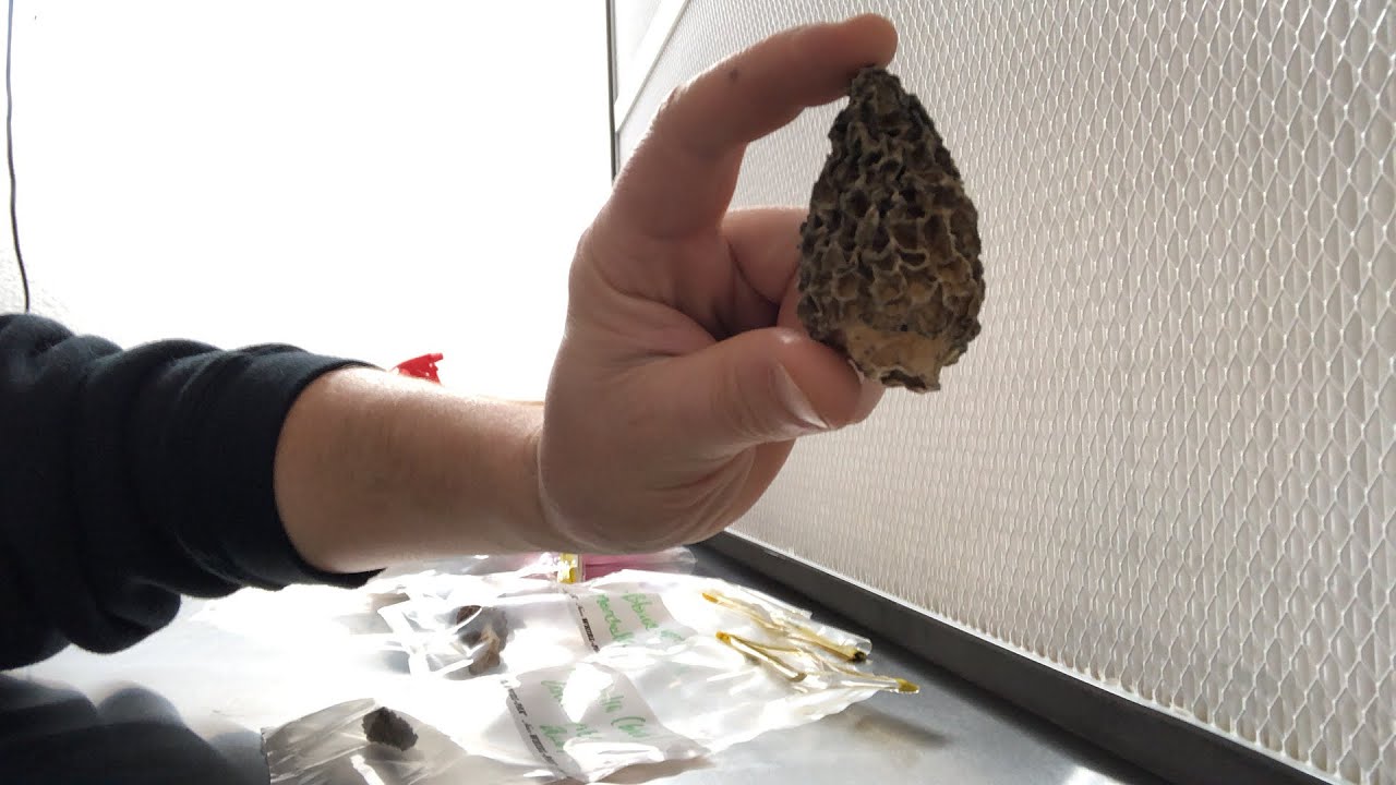 Fungi Friday #14 Morchella Breeding Project 2021