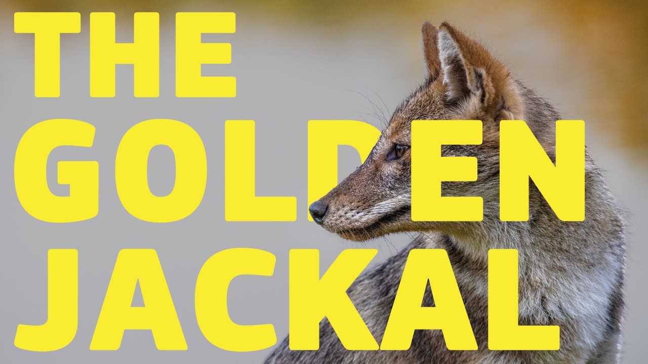 The Golden Jackal: One of Five Large Carnivores in Europe