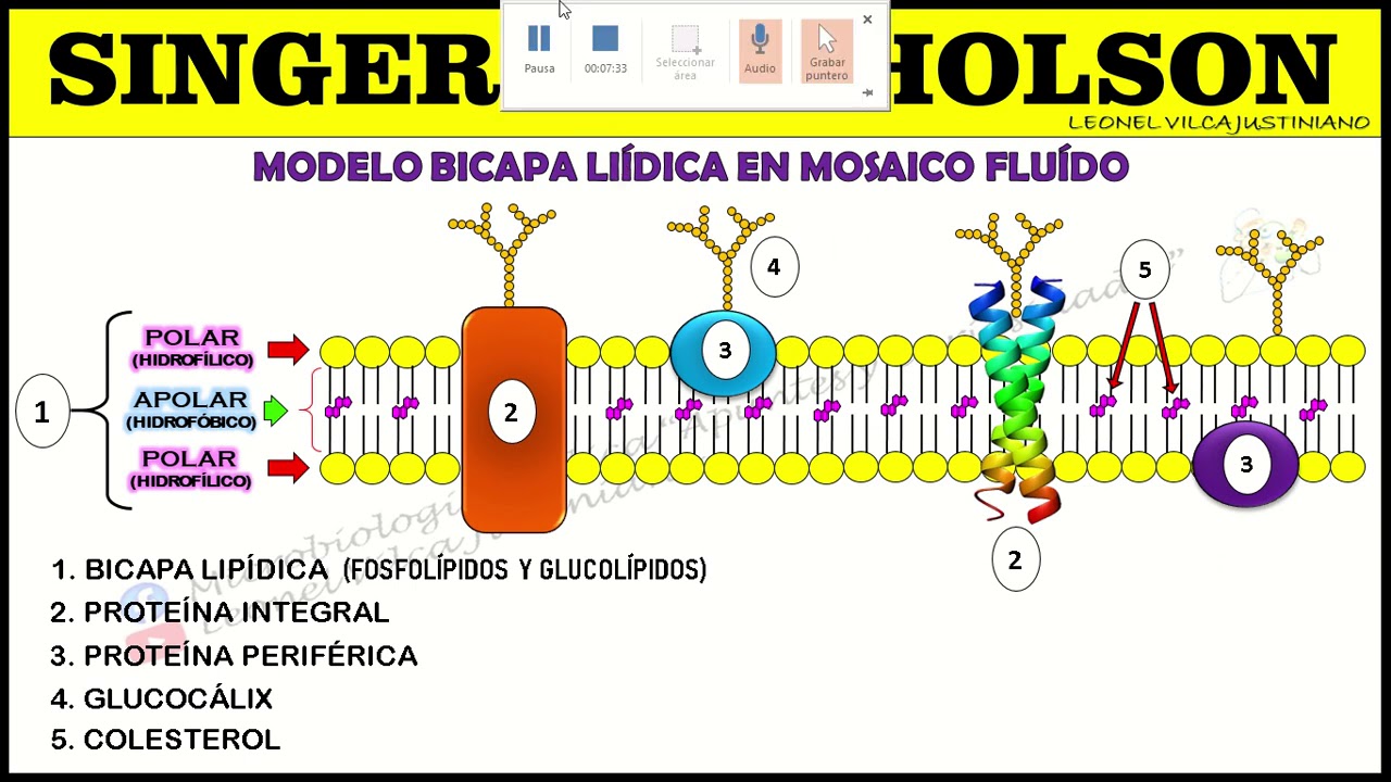 MEMBRANA CELULAR Y CITOPLASMA