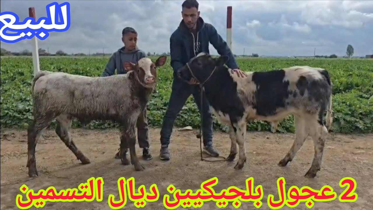 عشاق العجول صغار📢📢 2 عجول بلجيكيين إتصل  06.09.33.67.35📞ألو سي عبد العالي ديال التسمين نواحي الغرب 