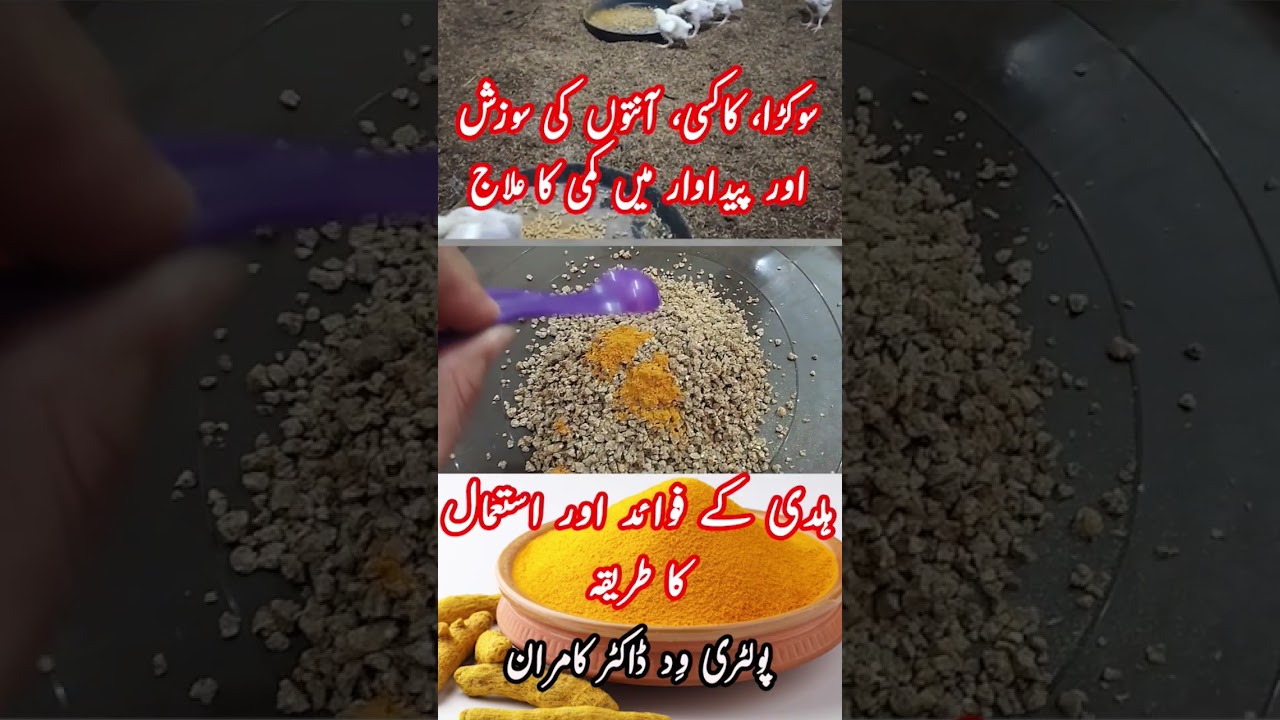 Use of Haldi as Growth Booster, Antibacterial, Antiviral, Antifungal & Antiinflammatory #chicken