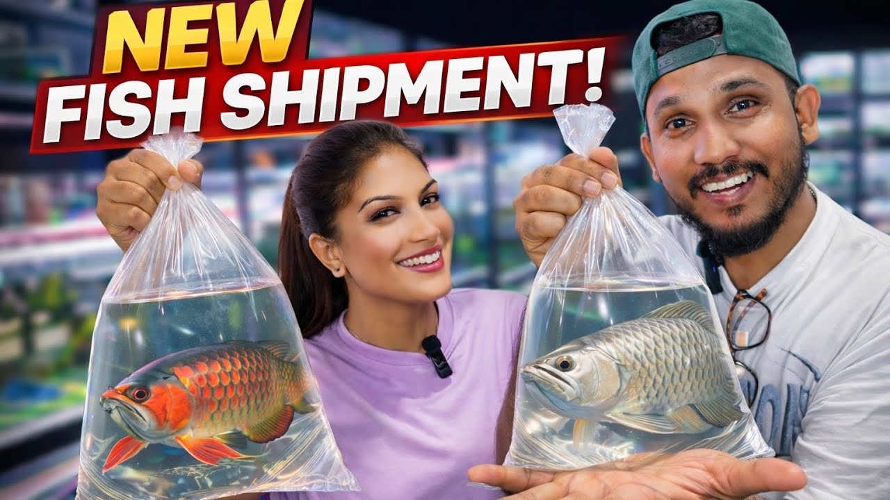 “මේ වගේ Fish ලංකාවේ ඉන්නවද? 😱 “Huge Aquarium Fish Shipment in Sri Lanka! 🐠 Rare Exotic Fish Arrival”