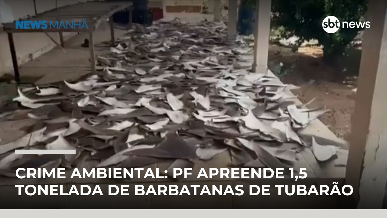 Crime ambiental: PF apreende 1,5 tonelada de barbatanas de tubarão | #NewsManhã