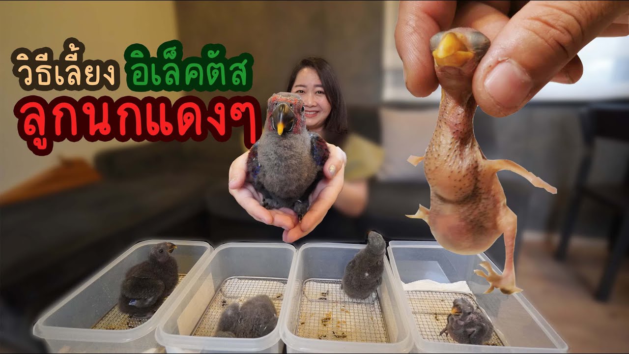 วิธีเลี้ยงอิเล็คตัส ลูกนกตัวแดงๆ Ep.323
