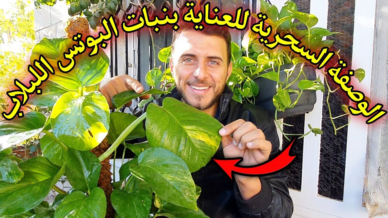 إجعل نبات البوتس - اللبلاب ينمو بسرعة وبكثافة وبوقت قصير ويكون صحي من غير احتراق و ذبول اوراق🪴
