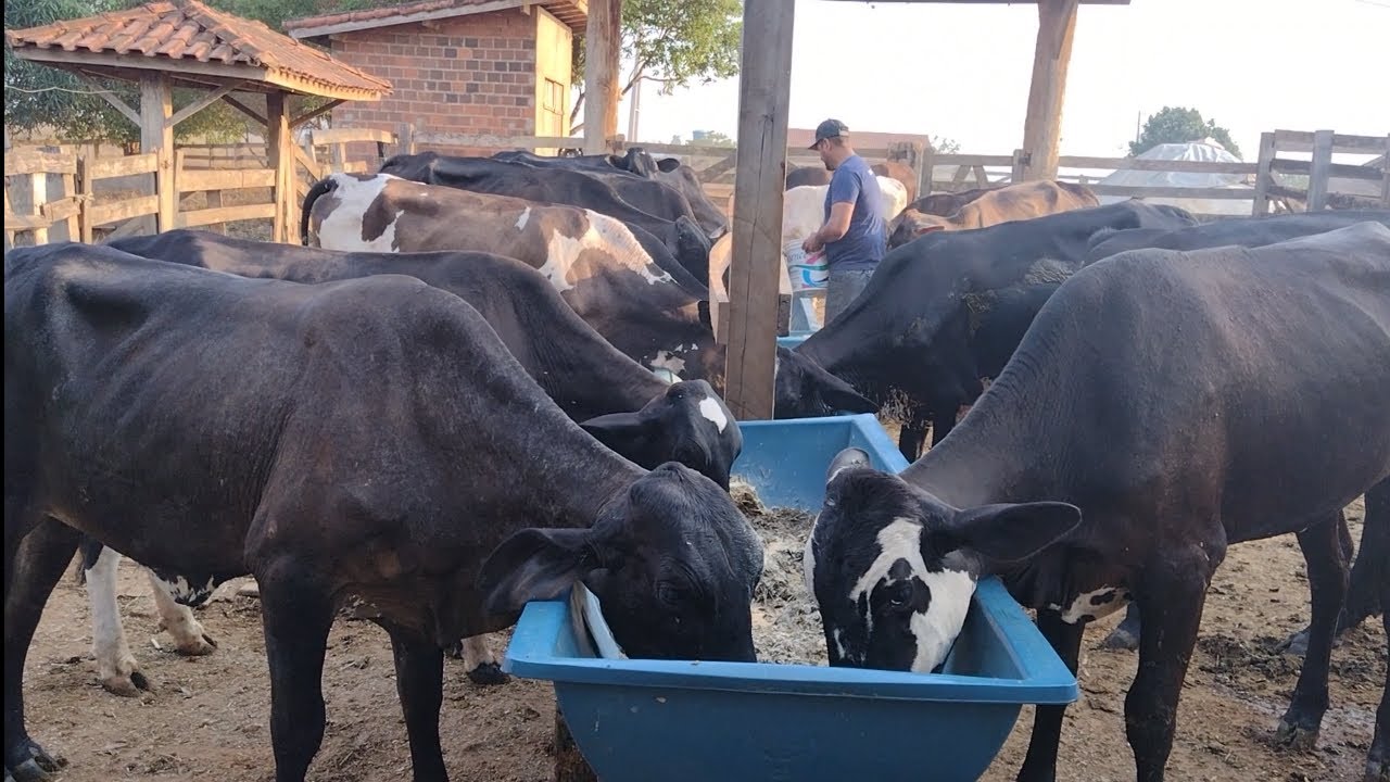 Nossas novilhas leiteiras e a silagem de Capiaçu