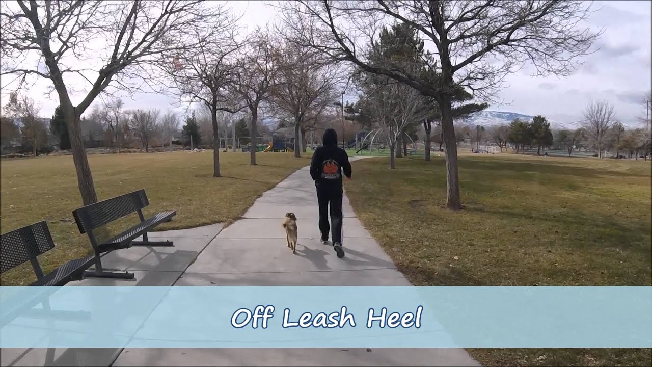 Tibetan Spaniel Obedience Training; Small Dog Trainers Reno Nevada
