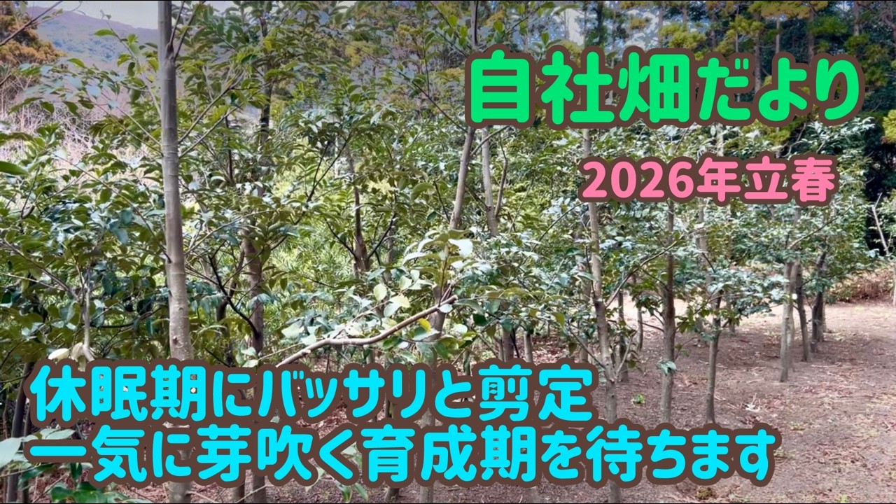 【自社畑だより】休眠期にバッサリと剪定し育成期を待ちます