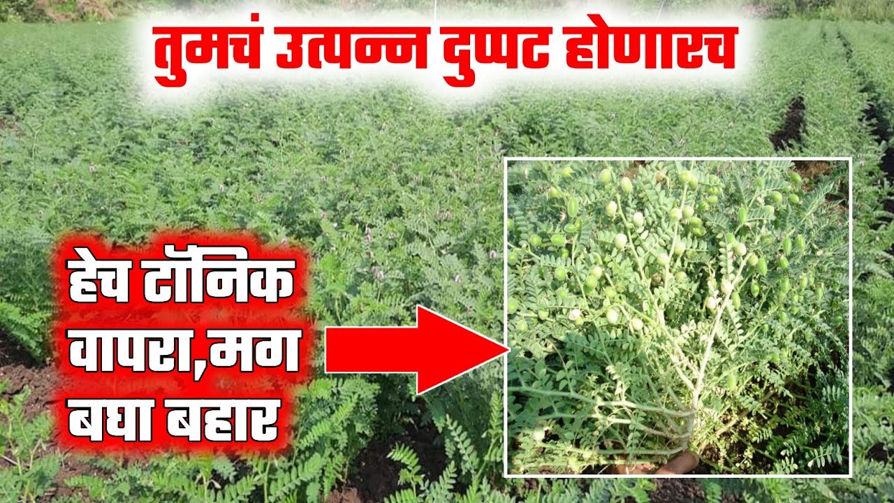 शेतकऱ्यांच उत्पन्न दुप्पट होणारच | हरभऱ्यासाठी बेस्ट टॉनिक | 12 ते 15 क्विंटल | चना/हरभरा टॉनिक