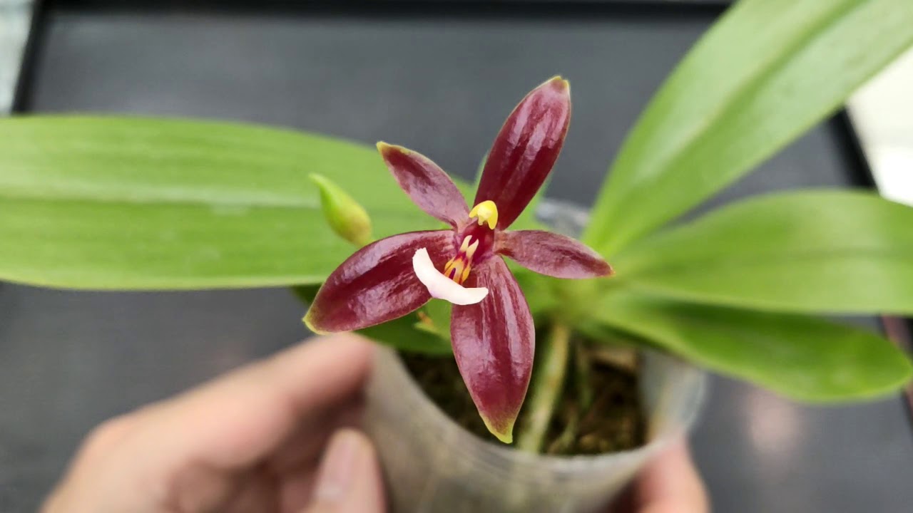붉은 뿔 나비 난초 | 紅鹿角蝴蝶蘭花 | Phalaenopsis cornu-cervi red【Vinson Garden 講花經】