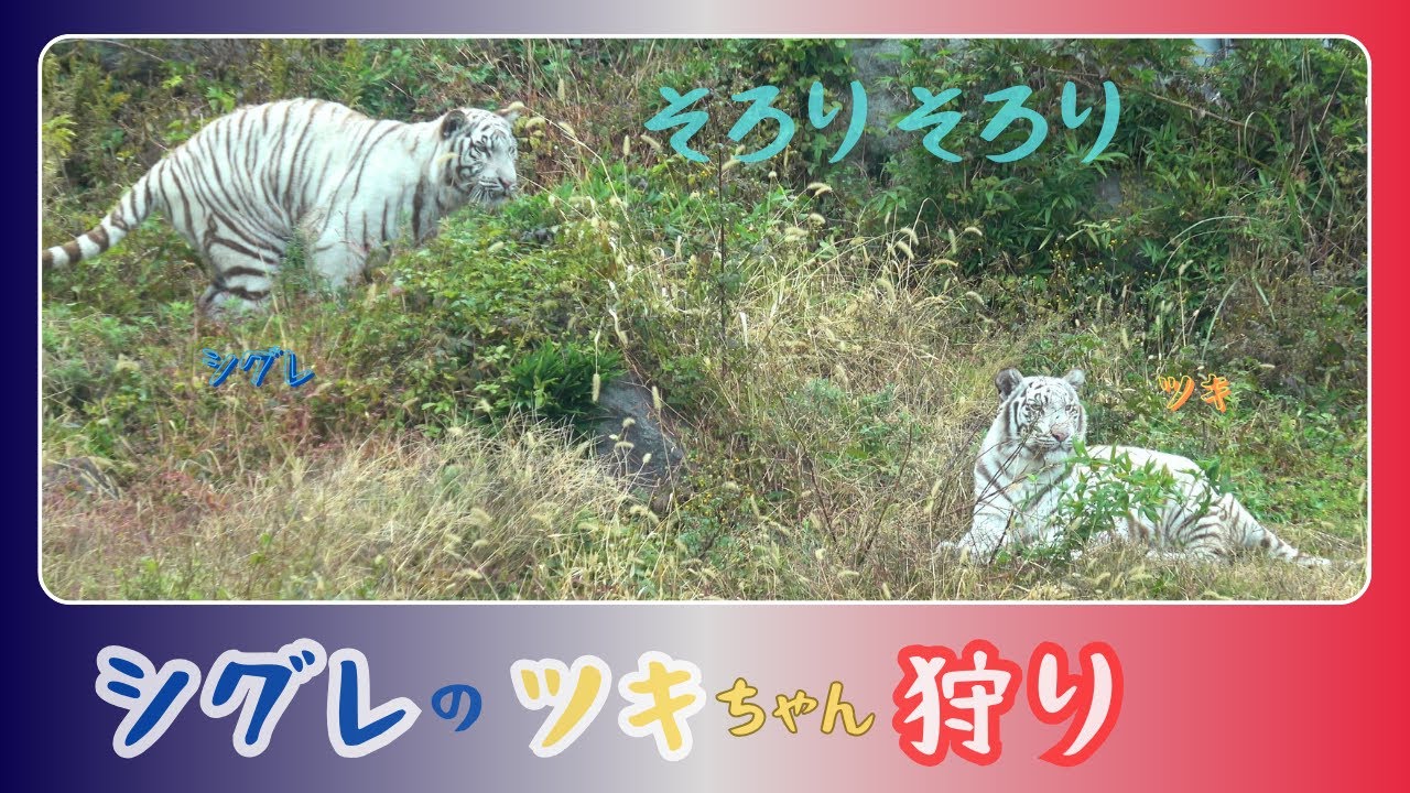 【そろりそろり　シグレのツキちゃん狩り】伊豆アニマルキングダム　ホワイトタイガー「シグレ」「ツキ」「シロップ」