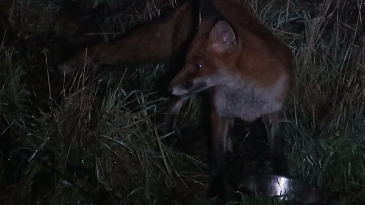 `Tippy` the Fox - is she eating for 2 ?