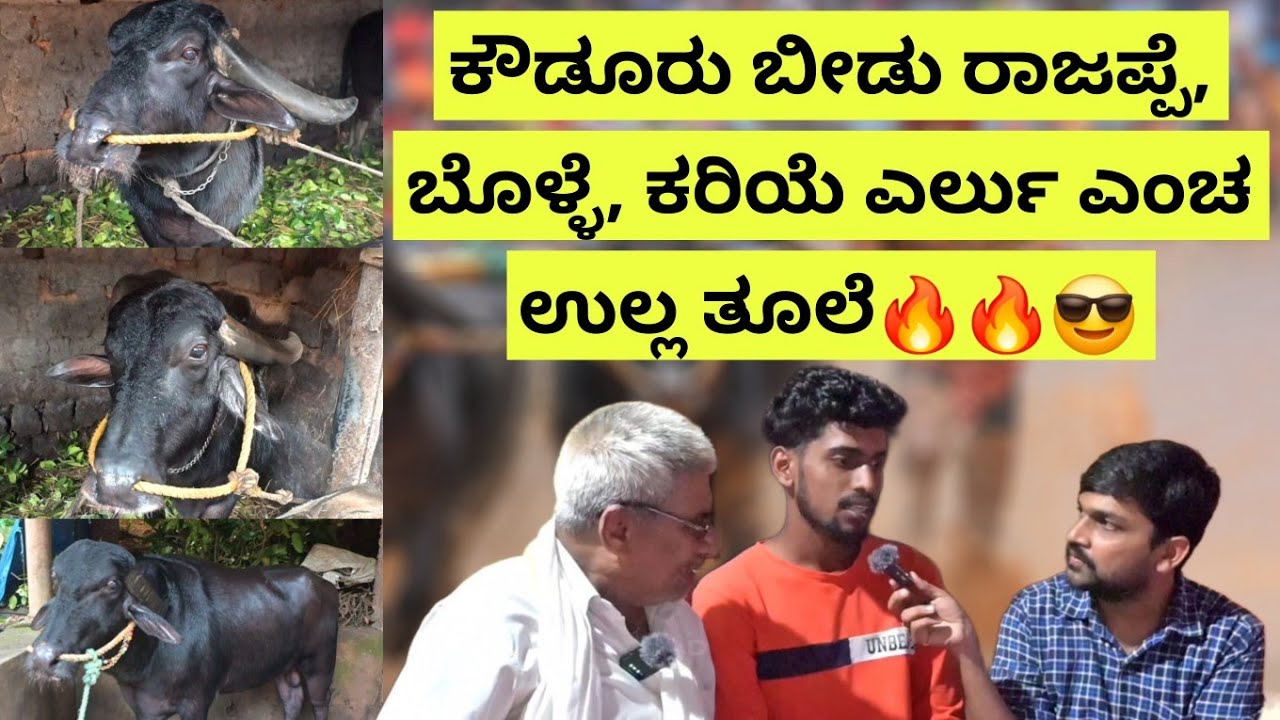 Kowdoor Beedu Rajappe, Bolle, Kariye ಎರ್ಲು ಎಂಚ ಉಲ್ಲ ತೂಲೆ😎🔥 ಕೌಡೂರು ಬೀಡು Kambala Journey🔥🔥