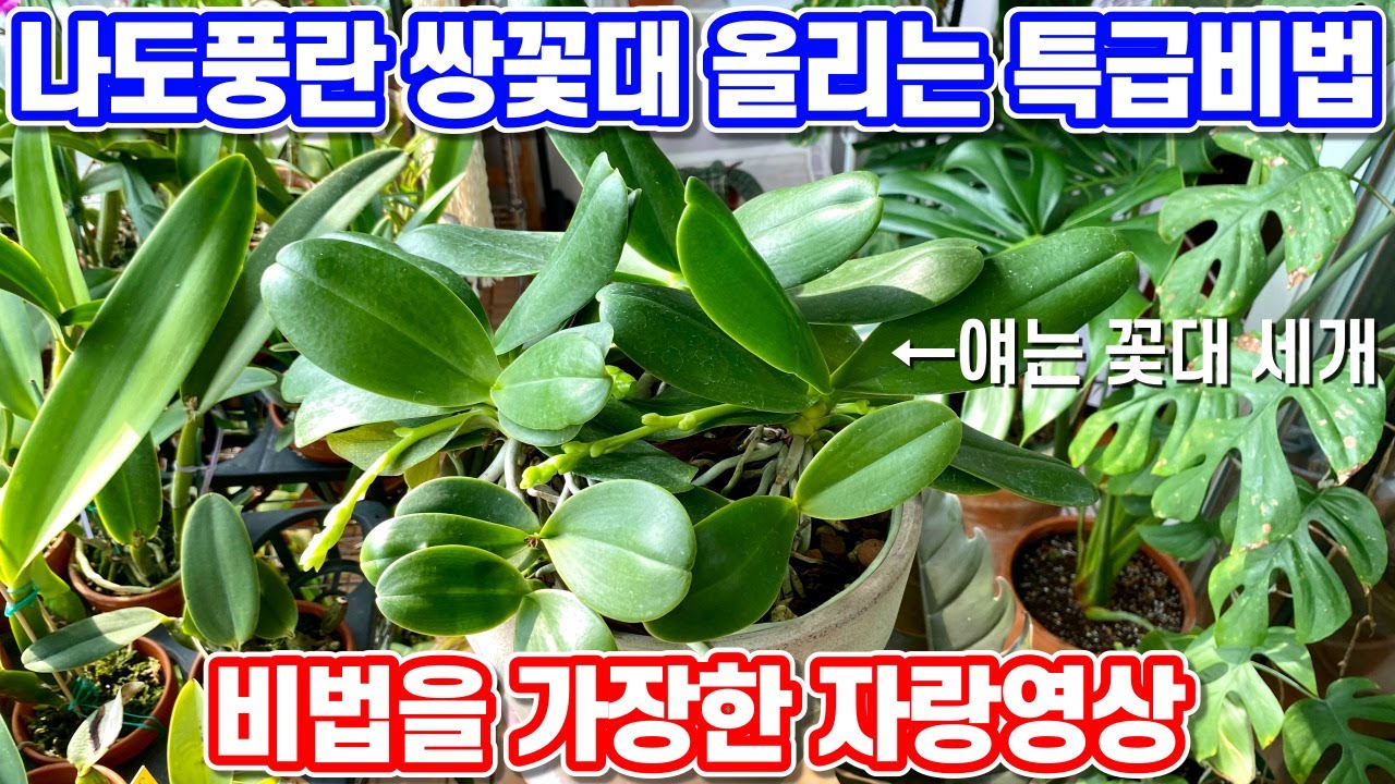 나도풍란 쌍꽃대 올리는방법!! 사실은 자랑영상!! 나도풍란 대풍년!!