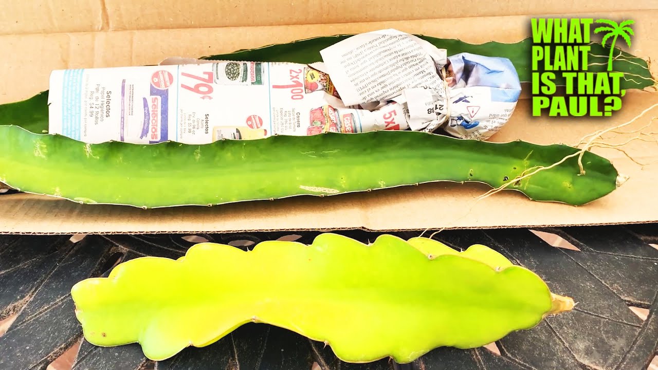 UNBOXING 'FLORIDA SWEET' DRAGON FRUIT / New Cuttings and Comparing Other Varieties ( Maria Rosa )