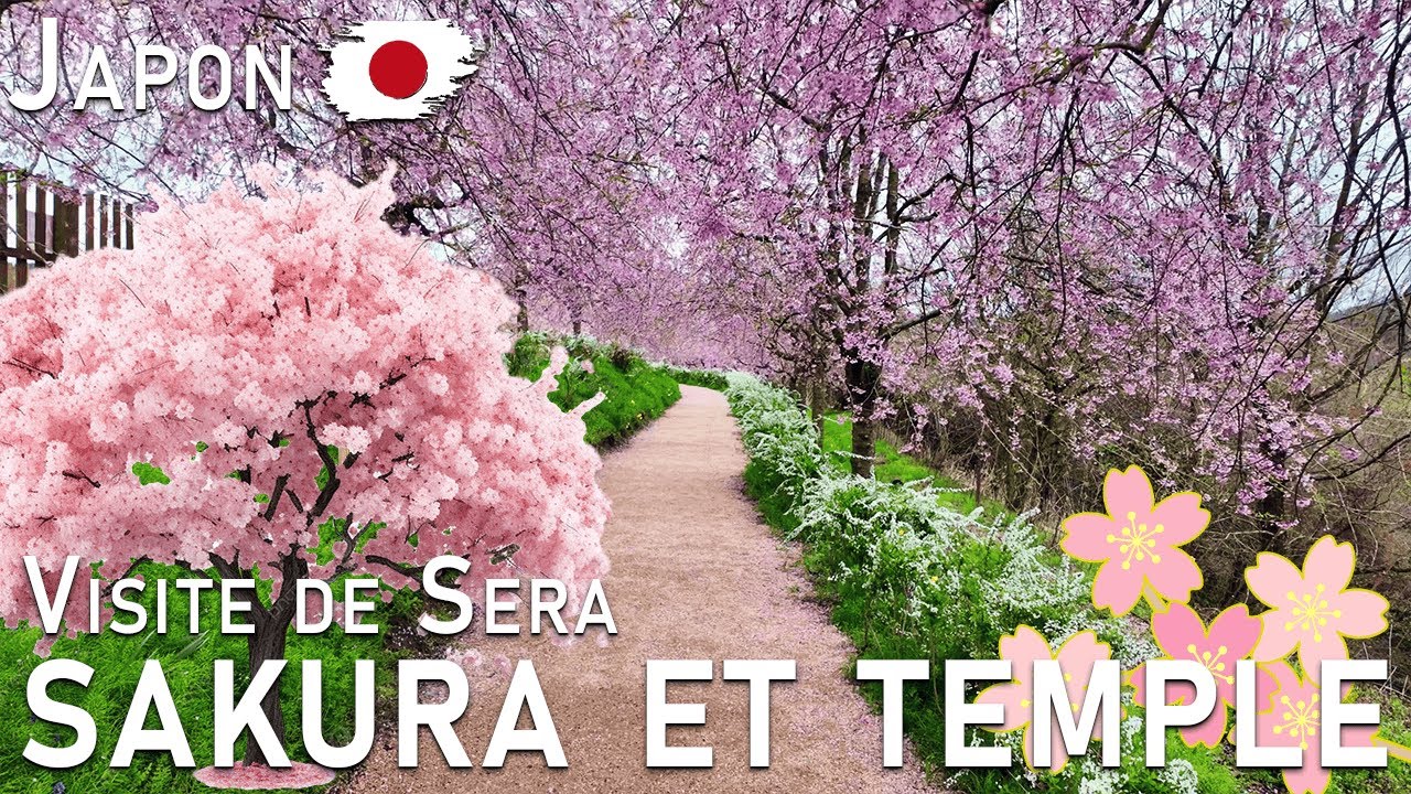 La ferme aux Sakuras de Sera et son Temple Magnifique || VLOG Japon MrTiboute FR