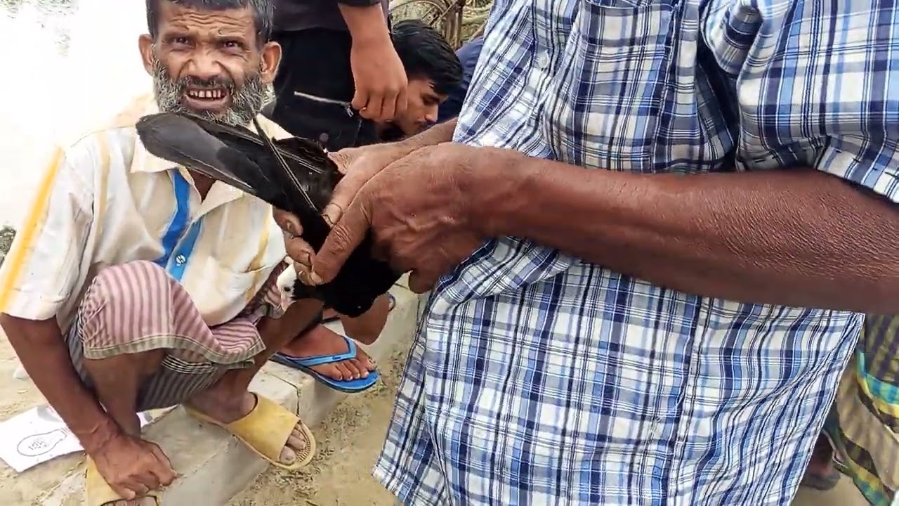 আজকে বৃহস্পতিবার তুলসীহাট কবুতর হাট