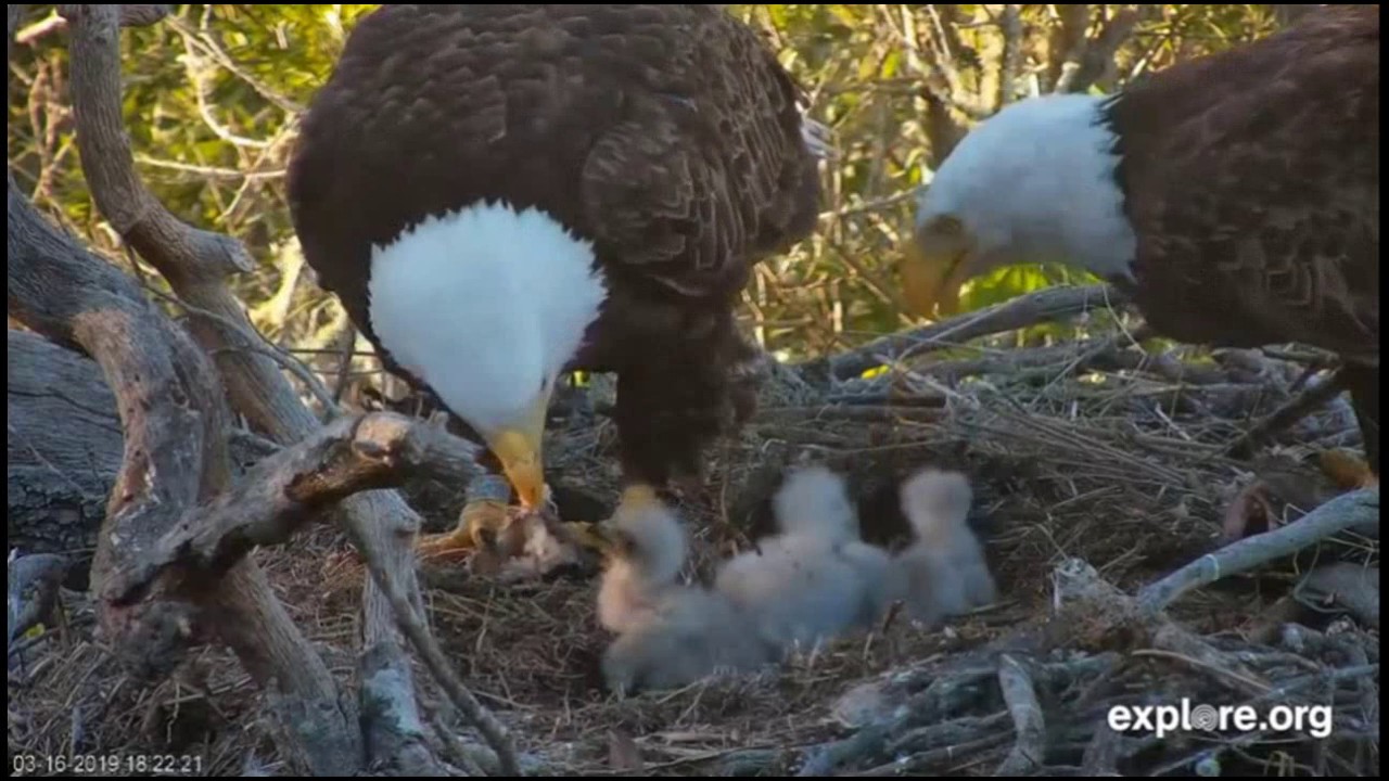Family Feeding - Mom & Dad Feed Triplets - Dad Feeds Mom - Fraser Point Bald Eagles - March 16, 2019