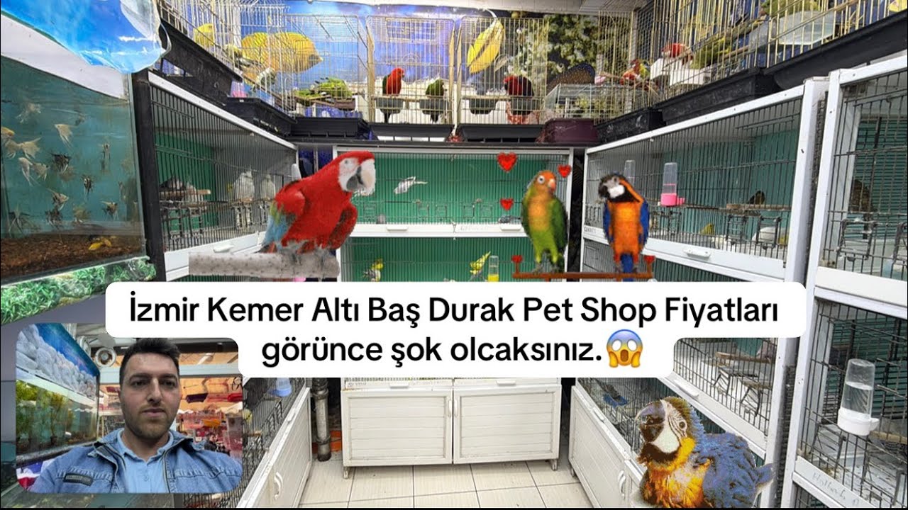 İzmir Kemer altı baş durak Pet Shop kuşların fiyatlarını görünce şok olcaksınız😱 #kuslar 