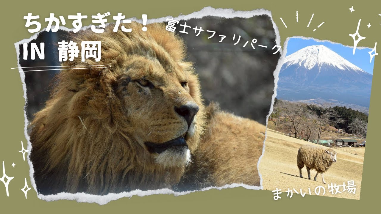 【富士サファリ＆まかいの牧場】近すぎた動物たちの１日🐯🐏