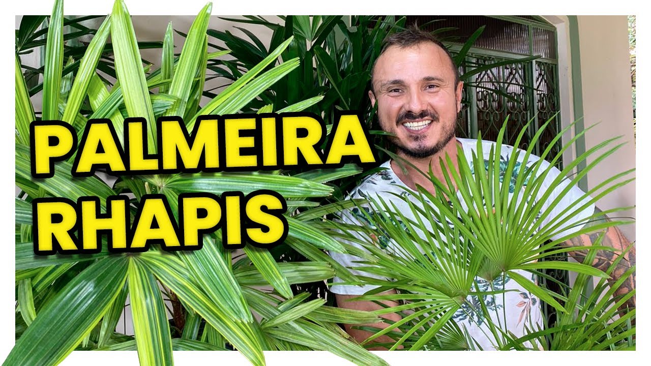 PALMEIRA RÁFIA - CONHEÇA E APRENDA COMO CUIDAR DA SUA RHAPIS