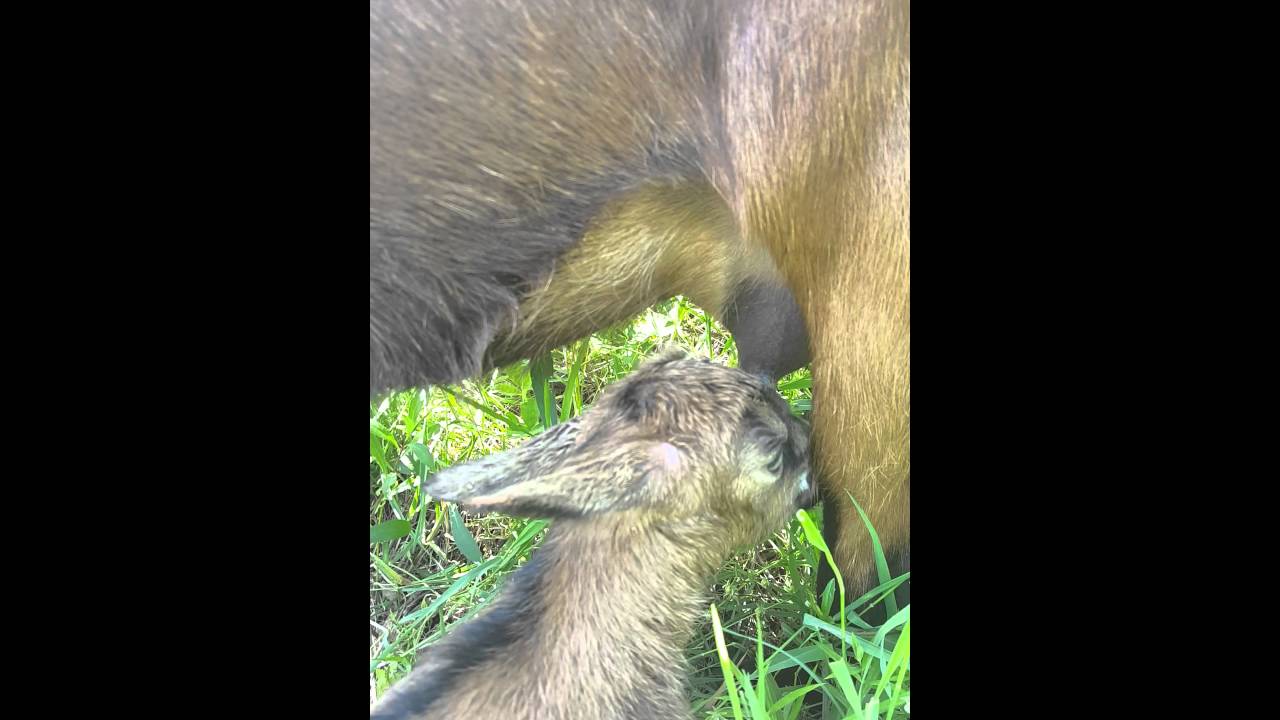 Jarenje u prirodi🐐😊😚☺