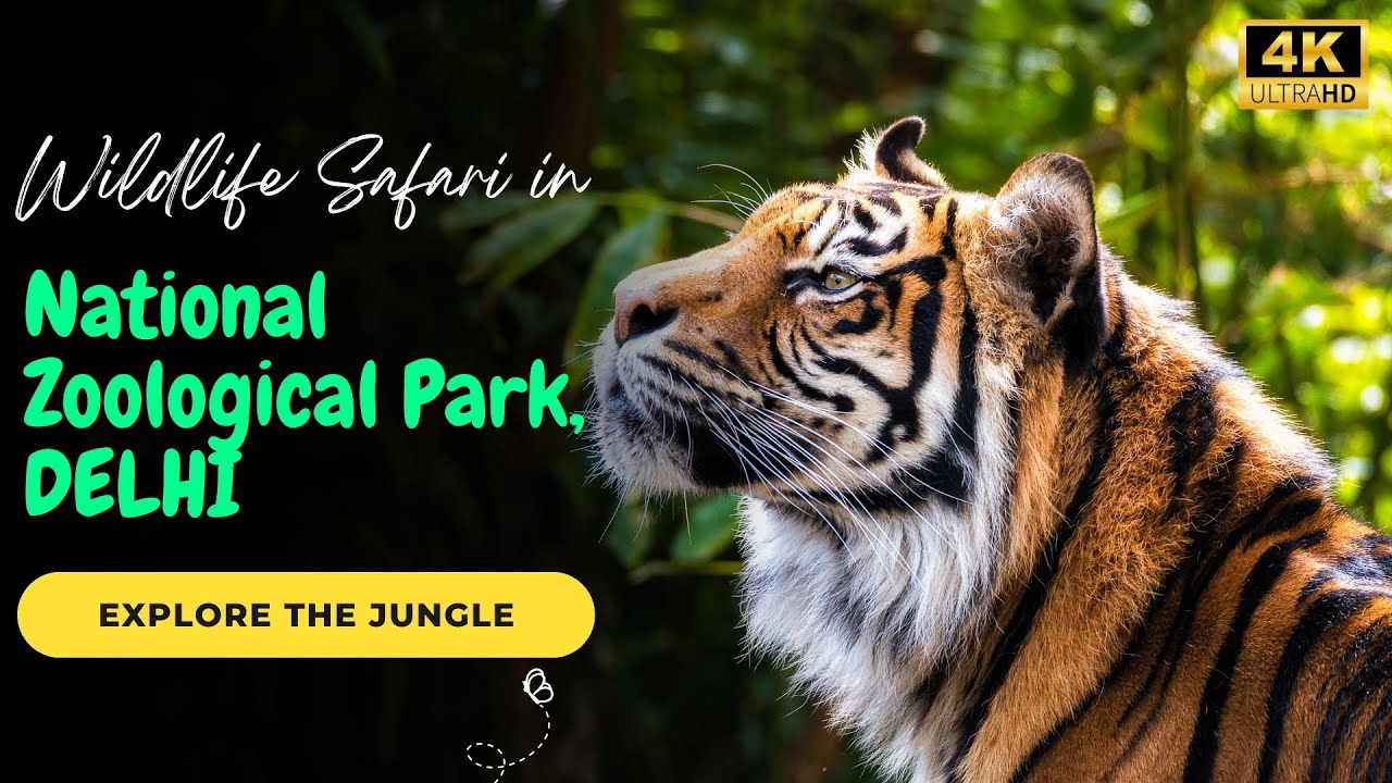 Delhi Zoo | Most Dangerous Animal in National Zoological Park Delhi | Tiger | Lion  In 4K