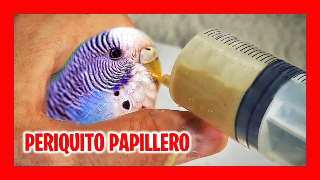 ✅ Это нужно, чтобы разводить попугаев вручную | разведение волнистых попугайчиков