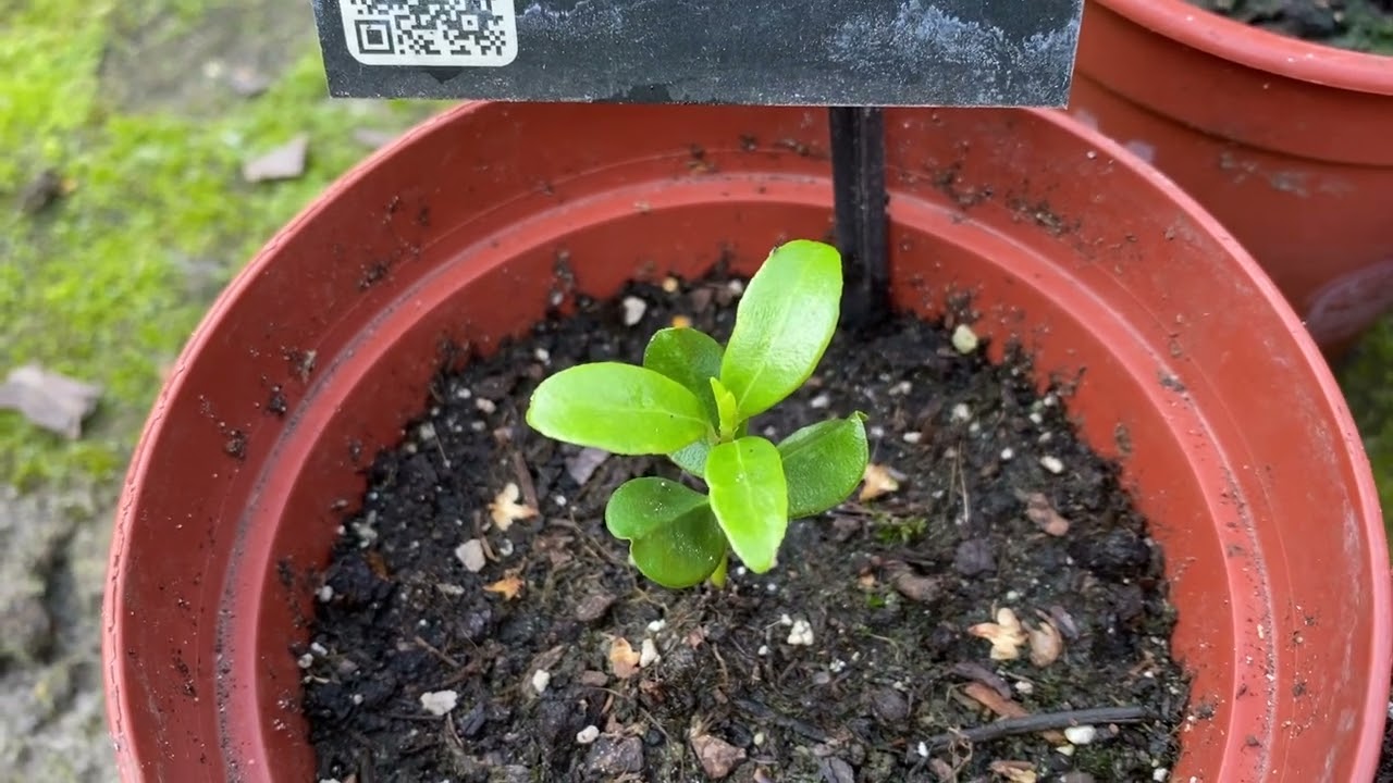 Скиммия японская Рубелла, Рубинетта Skimmia japonica Rubella размножение и содержание