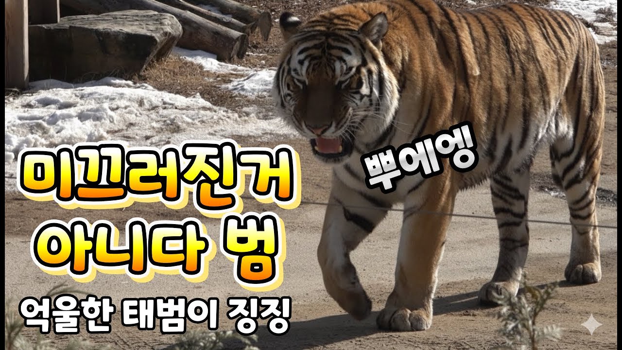 (4K)태범이는 발톱이 있는데도 왜 눈길에서 자꾸 미끄러지는걸까요(0117 태범이혼자출근) - 백두대간수목원 / 한국호랑이 / 호랑이숲
