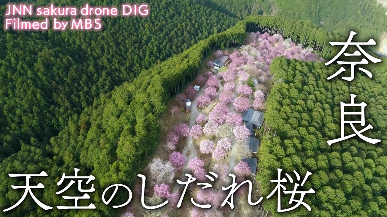 天空のしだれ桜 奈良県東吉野村 【JNN sakuraドローンDIG】