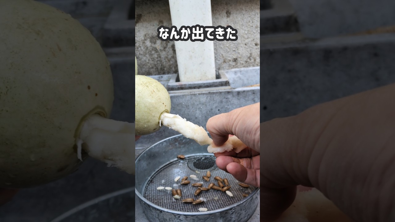 ひょうたん水筒を作る①栽培したひょうたん　穴を開け&rarr;中身を取り出す【タネ】【わた】このひょうたんの中身は食べれません
