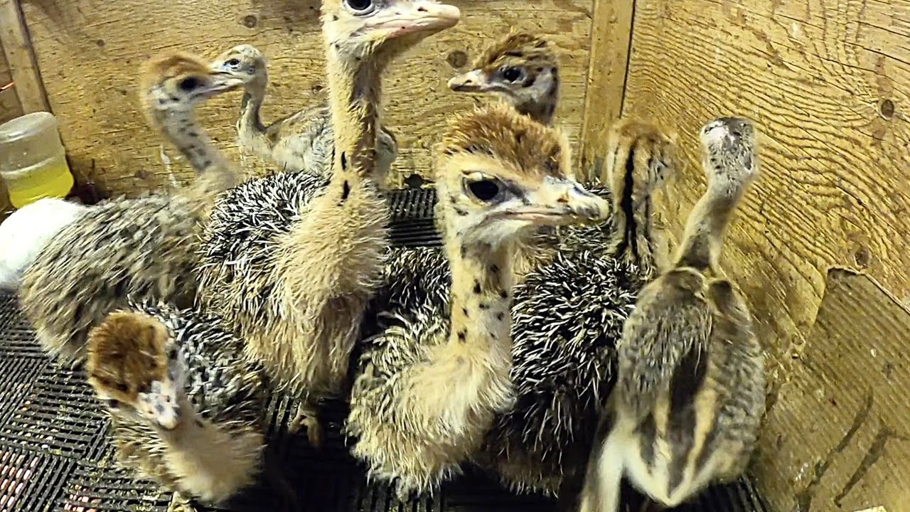 Visiting an OSTRICH Farm!