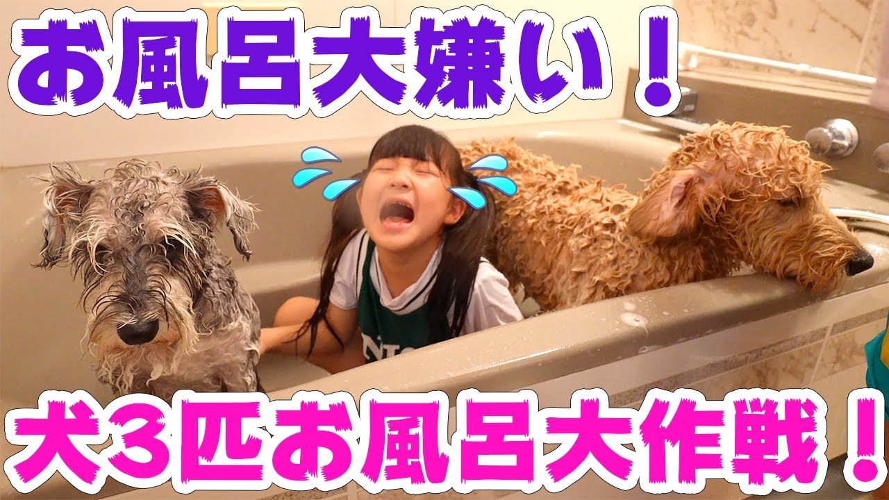 💦お風呂が大嫌いな犬3匹をお風呂に入れられるかな？【Vlog】 - はねまりチャンネル
