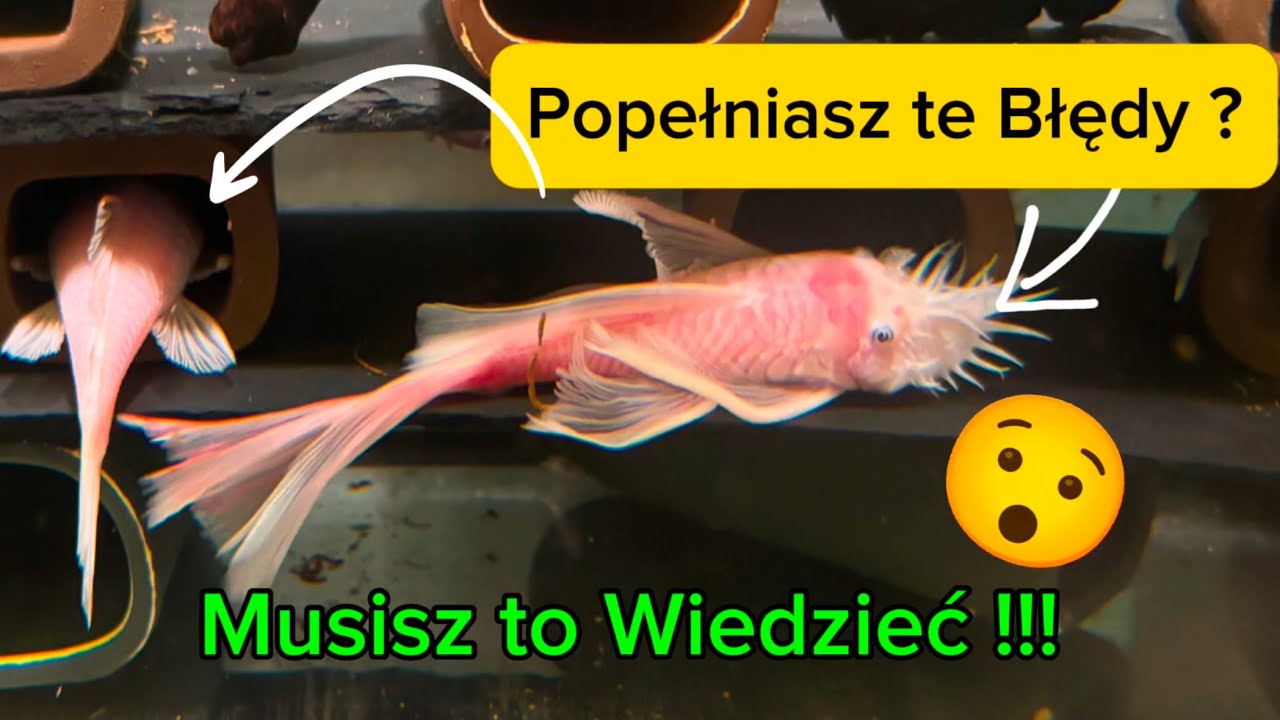 10 Faktów o zbrojnikach Ancistrus . Unikaj tych błędów !!