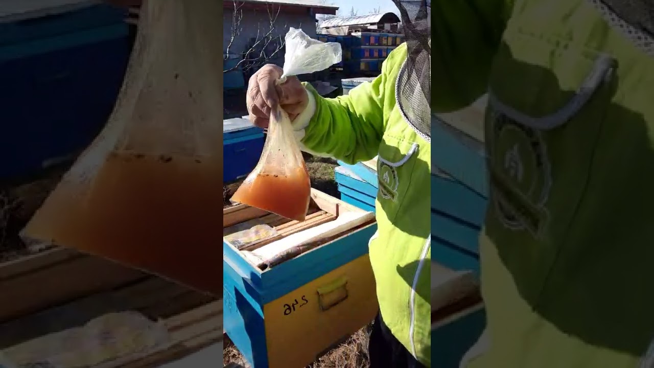 DEZVOLTAREA FAMILIILOR DE ALBINE ÎN PERIOADA DE PRIMĂVARĂ ÎMPREUNĂ --- PRACTIC PARTEA 1