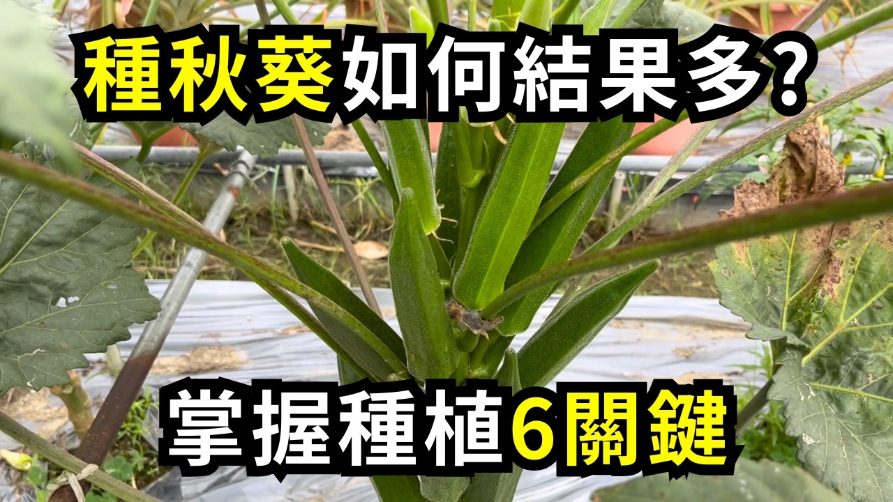 種秋葵如何照顧結果多?夏天種植要注意什麼?掌握種植重點可以持續採摘，夏天必種高產高營養蔬菜之一| 阿星種植