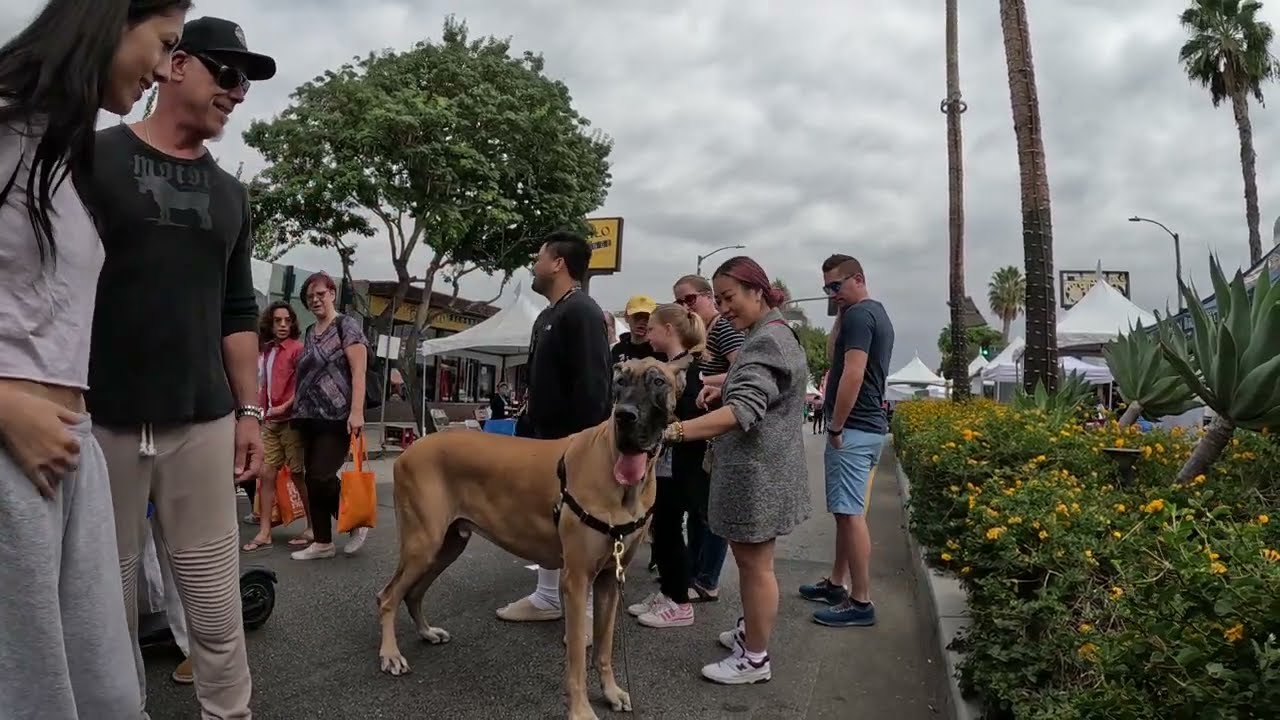 Cash 2.0 Great Dane at the Sherman Oaks street fair 2022 (4 of 11)